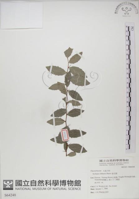 魯花樹藏品圖，第1張