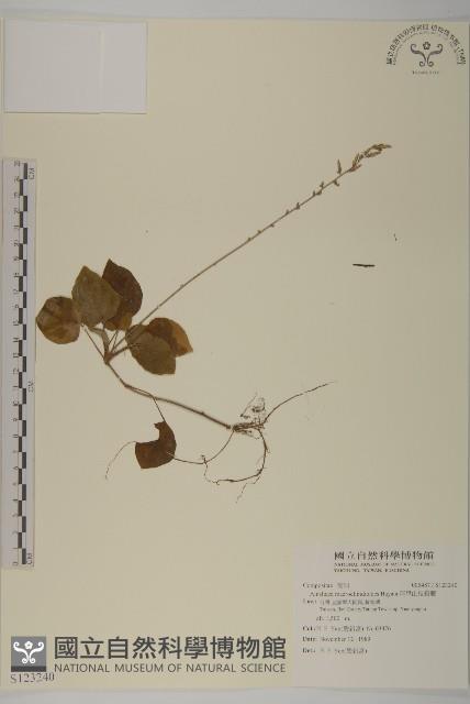 阿里山鬼督郵藏品圖，第1張