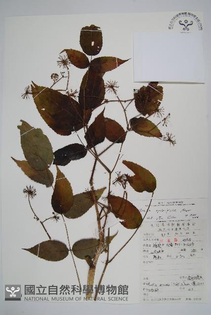 長刺蔥木藏品圖，第1張