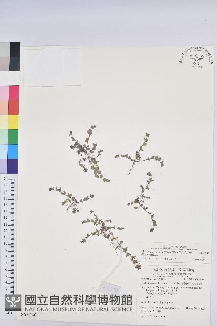 田代氏大戟藏品圖，第1張