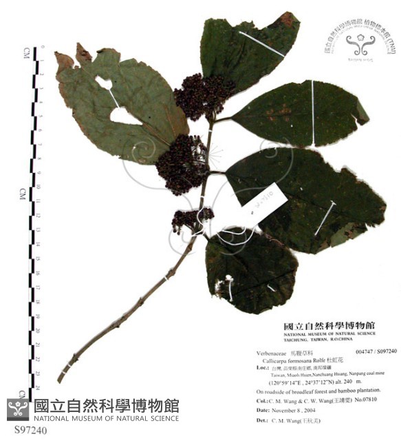 杜虹花，台灣紫珠藏品圖，第1張