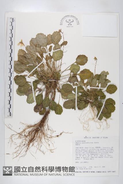 裂緣花藏品圖，第1張