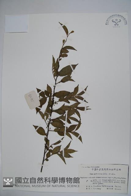 密毛假黃楊藏品圖，第1張