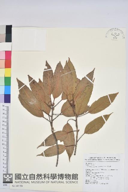 赤柯、赤椆、森氏櫟藏品圖，第1張