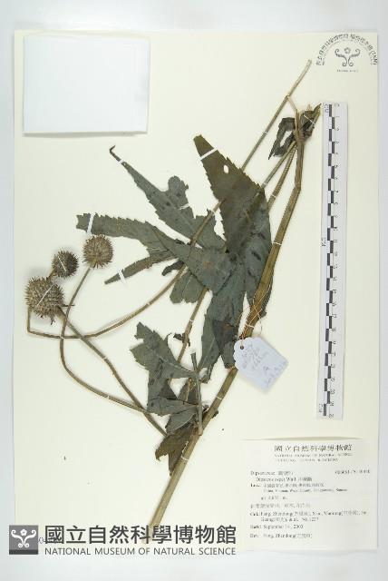 川續斷藏品圖，第1張