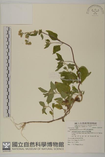 紫花霍香薊藏品圖，第1張