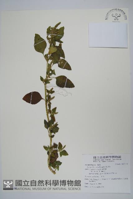 反枝莧藏品圖，第1張