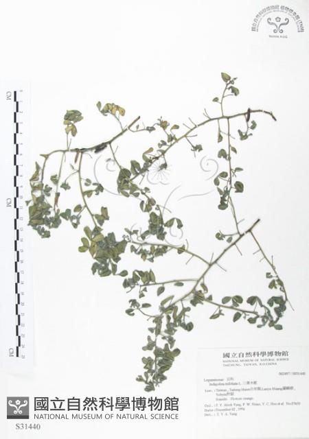 三葉木藍藏品圖，第1張