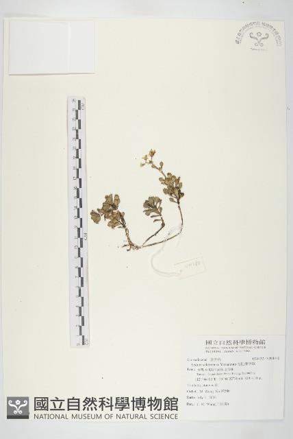 石碇佛甲草藏品圖，第1張