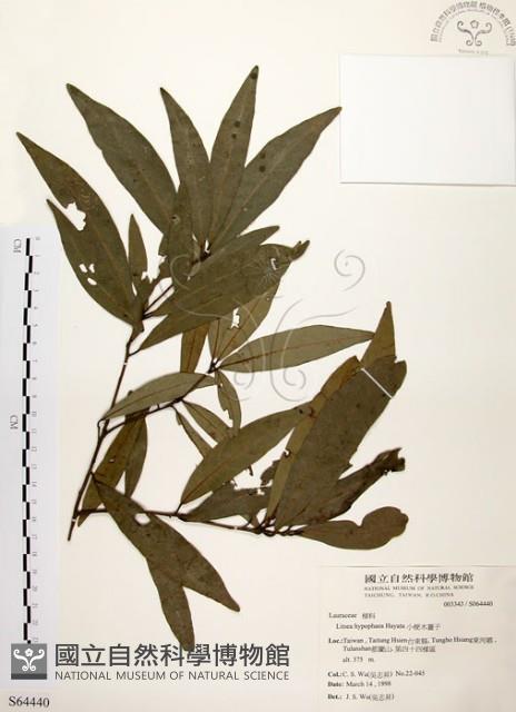 黃肉樹, 小梗木薑子藏品圖，第1張