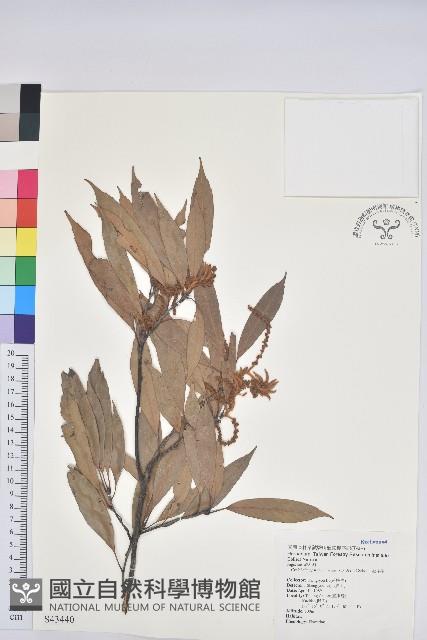 捲斗櫟藏品圖，第1張