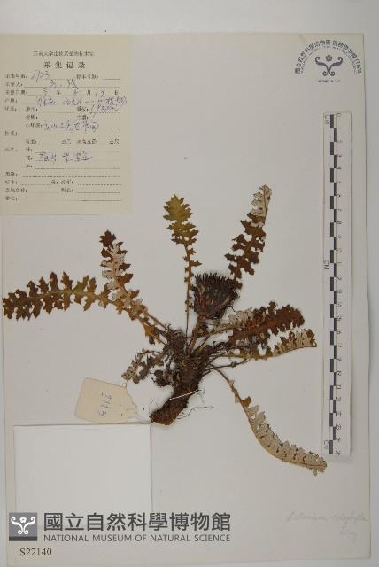 美葉藏菊藏品圖，第1張