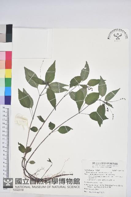 山靛藏品圖，第1張