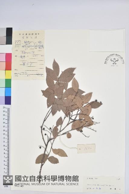 黃背越橘藏品圖，第1張