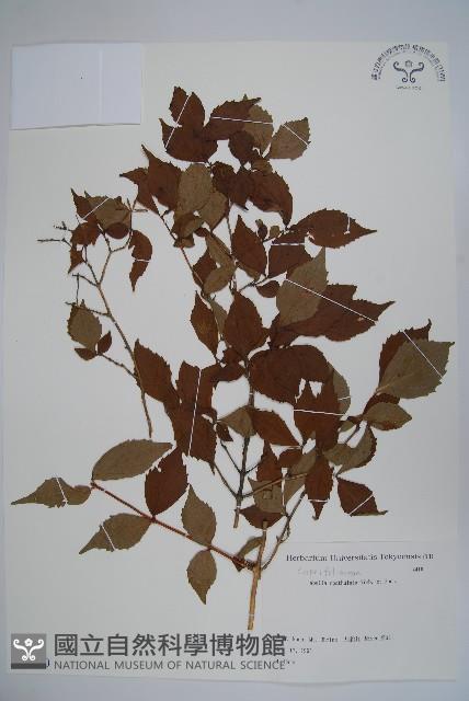 登錄號:S082140藏品圖，第1張