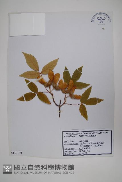 扭筋槭藏品圖，第1張