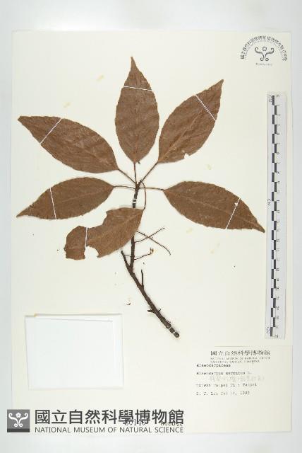 錫蘭橄欖、鋸葉杜英藏品圖，第1張