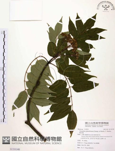 賊仔樹藏品圖，第1張