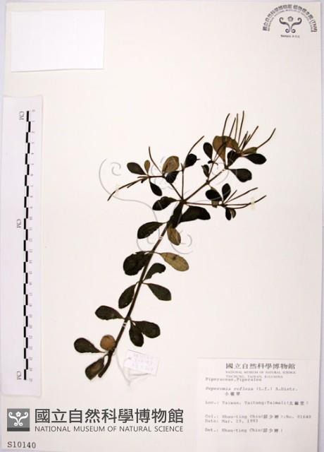 椒草藏品圖，第1張