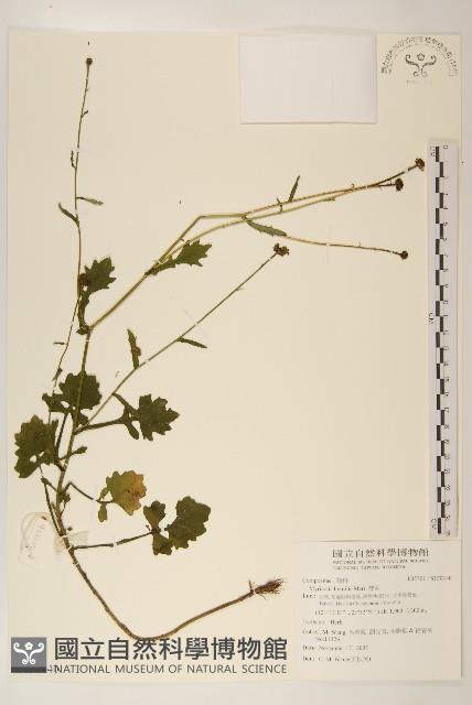 矮菊藏品圖，第1張