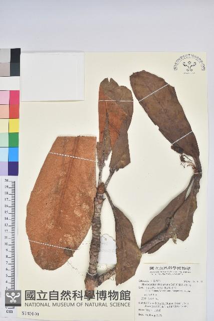 假乳黃杜鵑藏品圖，第1張