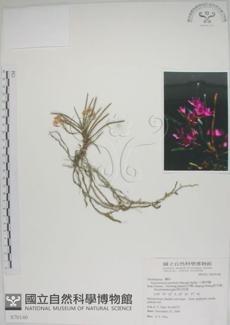 鹿角蘭、小鹿角蘭藏品圖，第1張