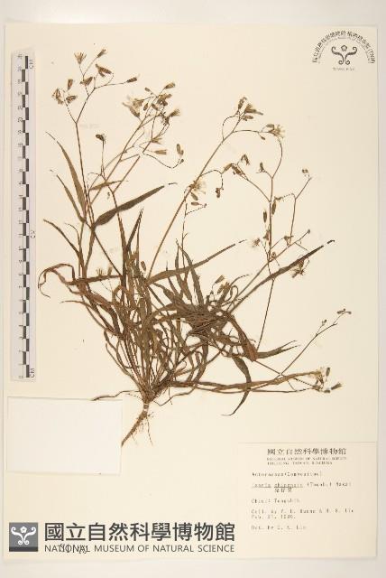 兔仔菜藏品圖，第1張