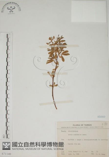 蘭嶼百脈根藏品圖，第1張