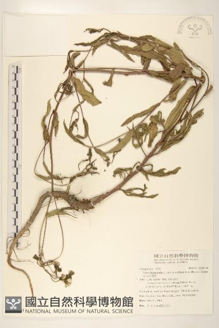 玉山毛蓮菜藏品圖，第1張