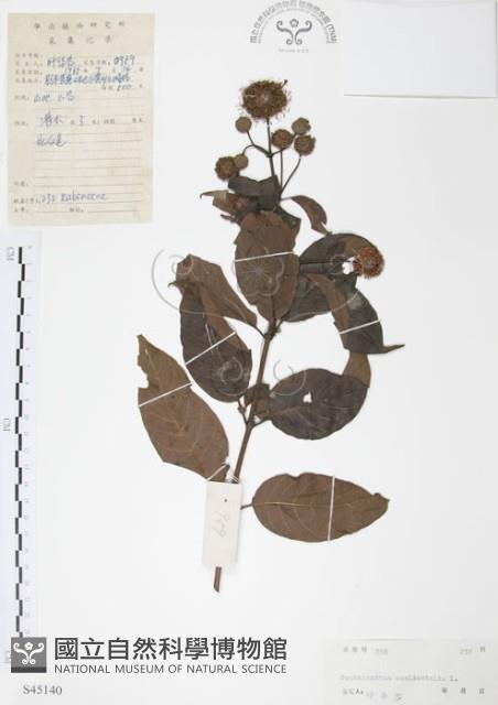 風箱樹藏品圖，第1張