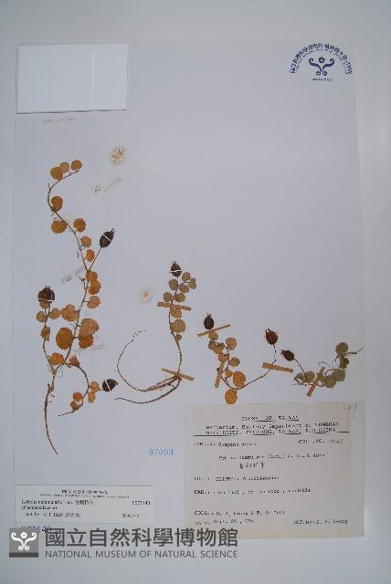 普刺特草藏品圖，第1張