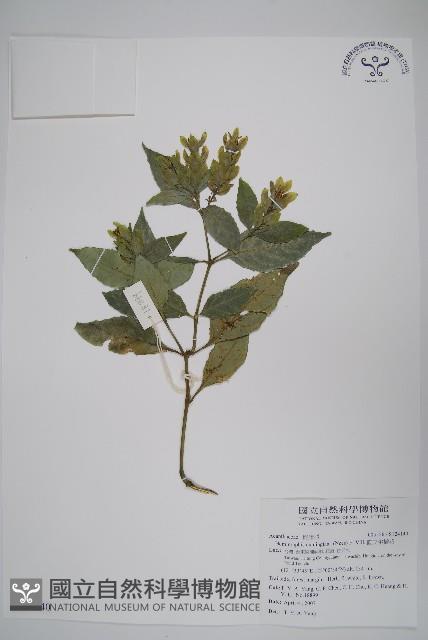 直立半插花藏品圖，第1張