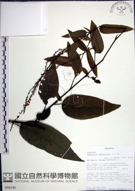 大葉山螞蝗藏品圖，第1張