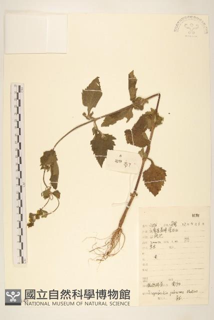 腺梗豨薟藏品圖，第1張