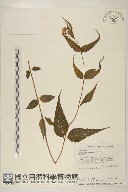 塔山澤蘭藏品圖，第1張