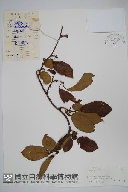 京梨獼猴桃藏品圖，第1張