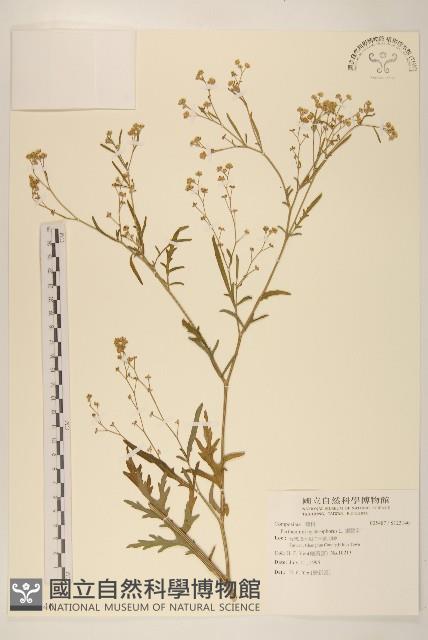 銀膠菊藏品圖，第1張