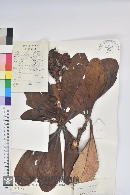 優秀杜鵑藏品圖，第1張