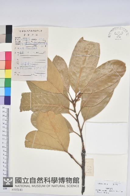 毛果青岡藏品圖，第1張