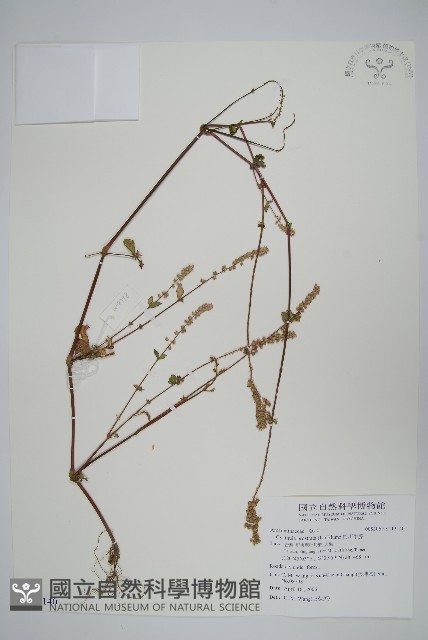 假川牛膝藏品圖，第1張