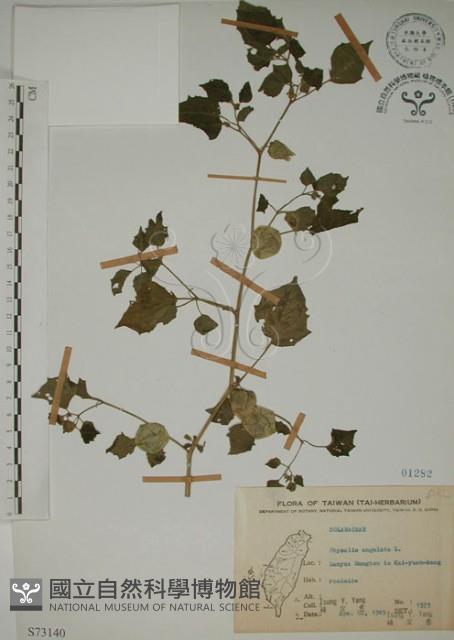 燈籠草藏品圖，第1張