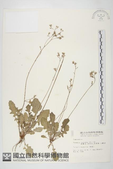 黃鵪菜藏品圖，第1張