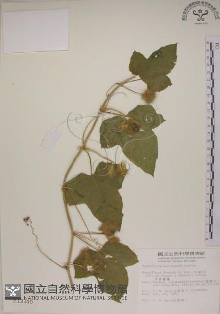 毛西番蓮藏品圖，第1張