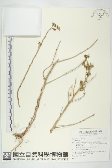 登錄號:S132340藏品圖，第1張