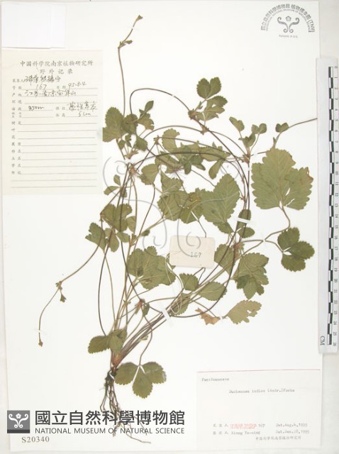 蛇莓、地莓、龍吐珠藏品圖，第1張
