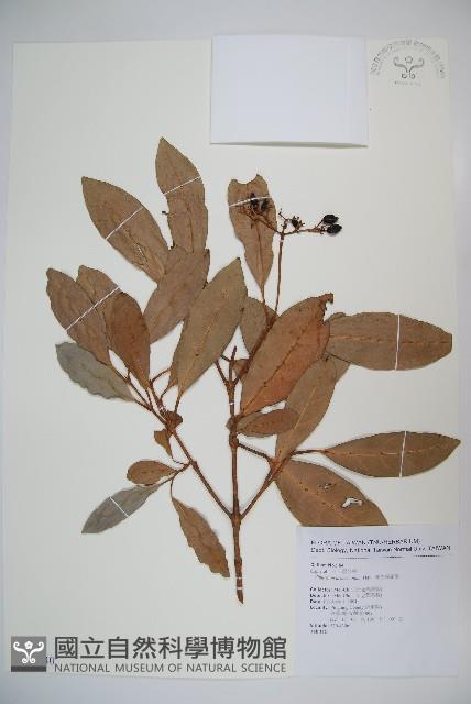 著生珊瑚樹藏品圖，第1張