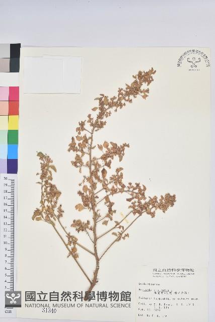 鐵莧菜藏品圖，第1張