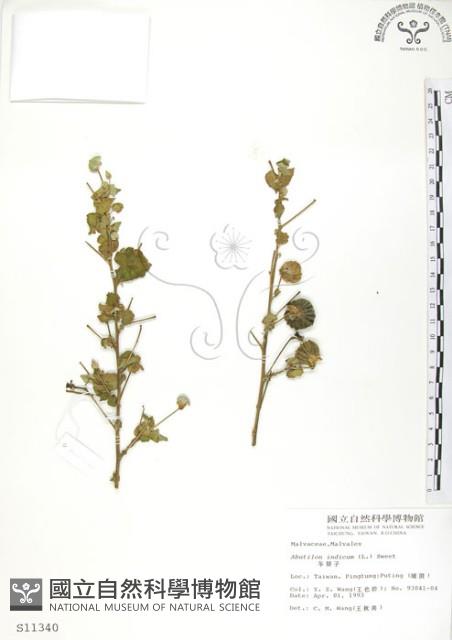 冬葵子藏品圖，第1張