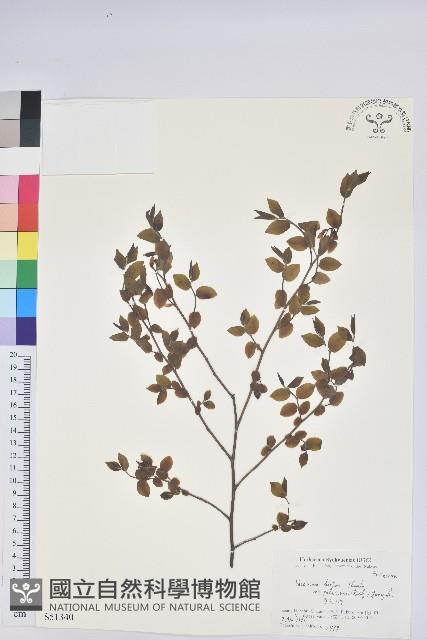 登錄號:S051340藏品圖，第1張