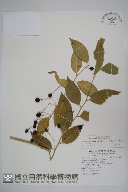 毛瓣蝴蝶木藏品圖，第1張